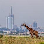 A giraffe in Nairobi National Park with a background of Britam Tower the tallest building in Kenya