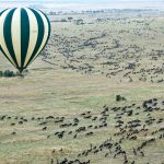 Wildebeest in Maasai Mara National Reserve