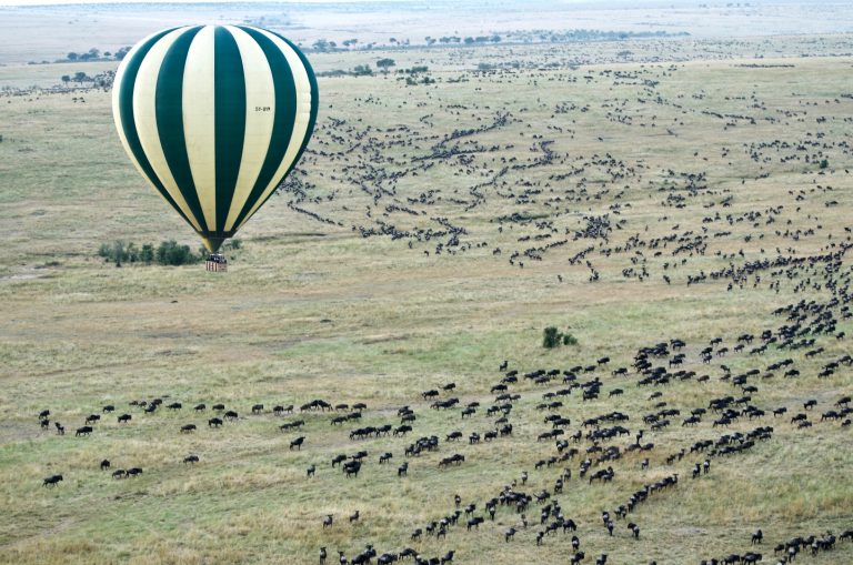 Wildebeest in Maasai Mara National Reserve