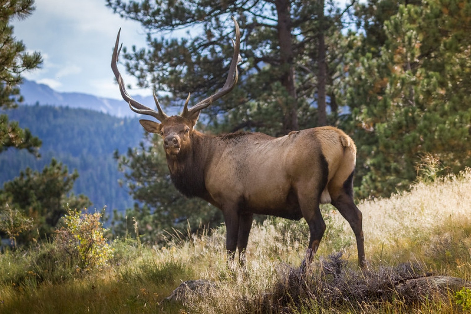 An elk staring backwards at Moraine Park campground. Non-hiking activities in Mountain National Park.