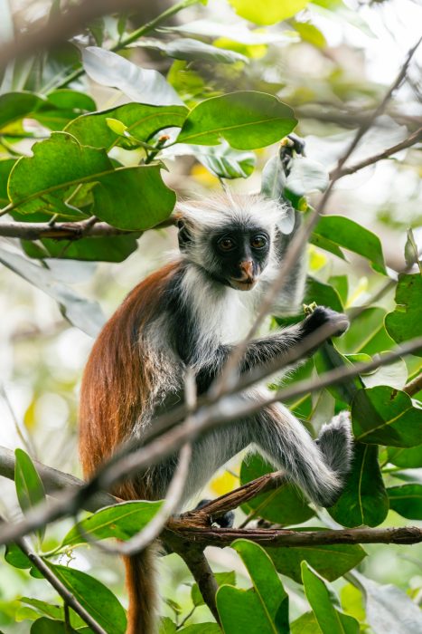 A red colobus monkey enjoying a snack. Shot in Jozani Forest, Zanzibar, Tazania.
