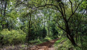A scenic nature trail in Karura Forest, Nairobi's best hidden gem.