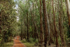 A path in Karura Forest. Why Karura Forest is worth visiting