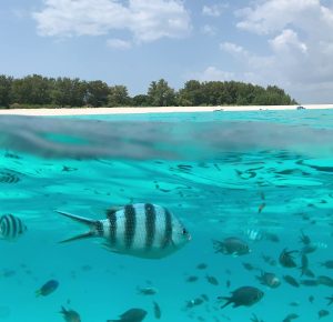 Fish in water in Mnemba Island