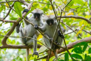 Monkeys in Jozani Forest