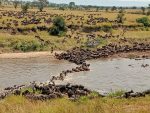The Mara River crossing during the Great Migration.