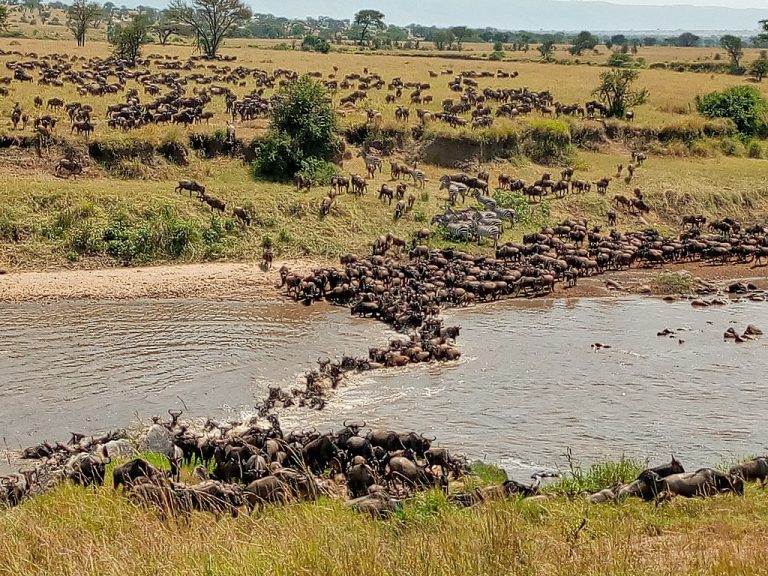 The Mara River crossing during the Great Migration.