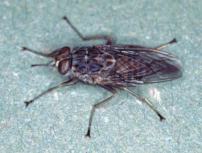 Adult Glossina morsitans (tsetse fly), transmitter of Trypanosoma protozoa in Africa