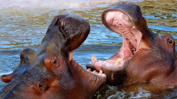 Hippopotamus, one of Africa's deadliest animals