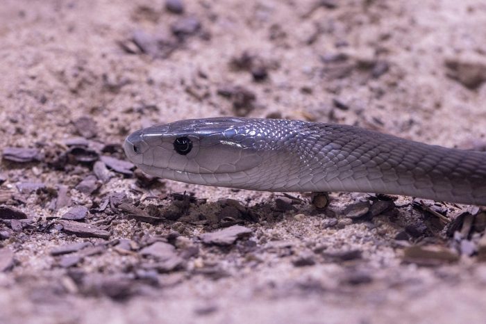 A black mamba, one of the most venous snakes in the world.