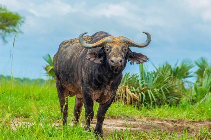 A cape buffalo standing on a grassy ground.