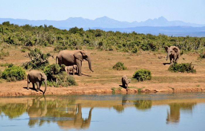 Elephants grazing