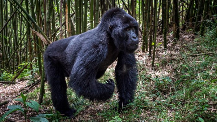 A wildlife experience at Wilderness Bisate