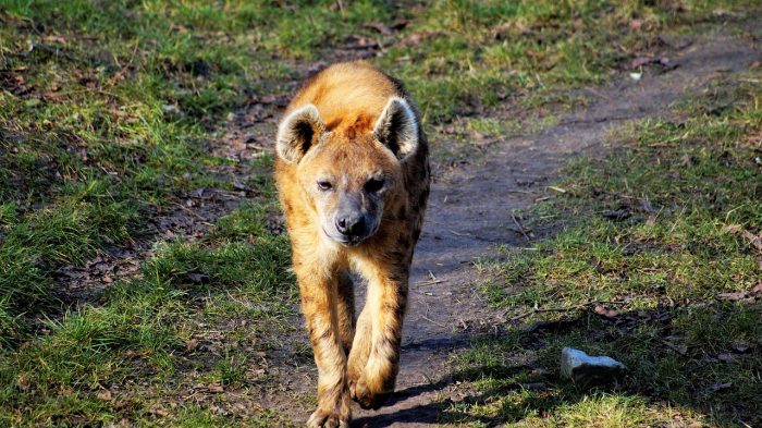 A young hyena on the move