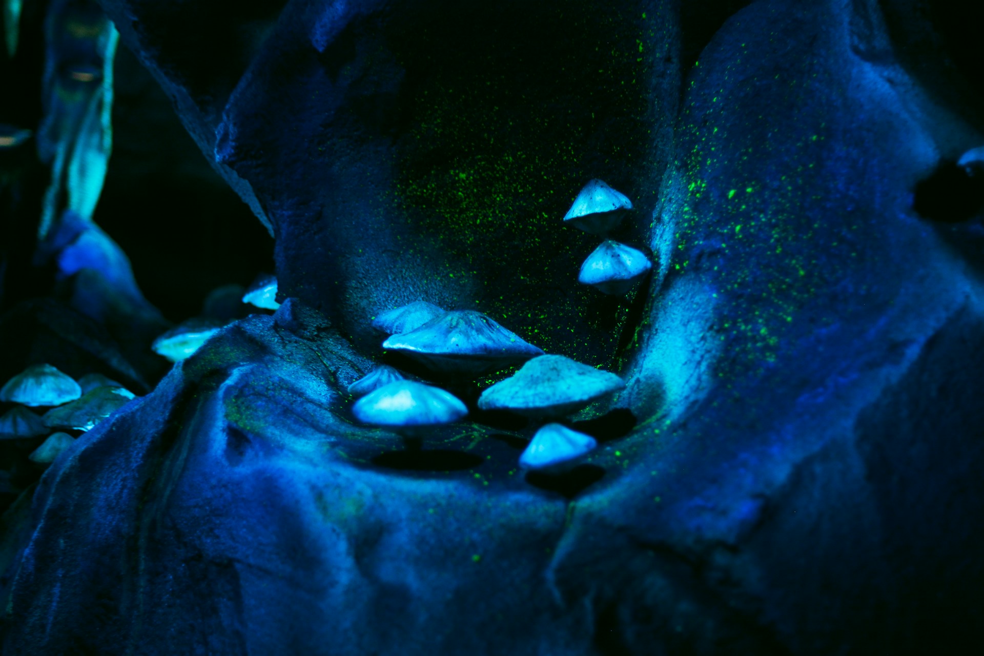 A bioluminescent bay in Disney's Animal Kingdom
