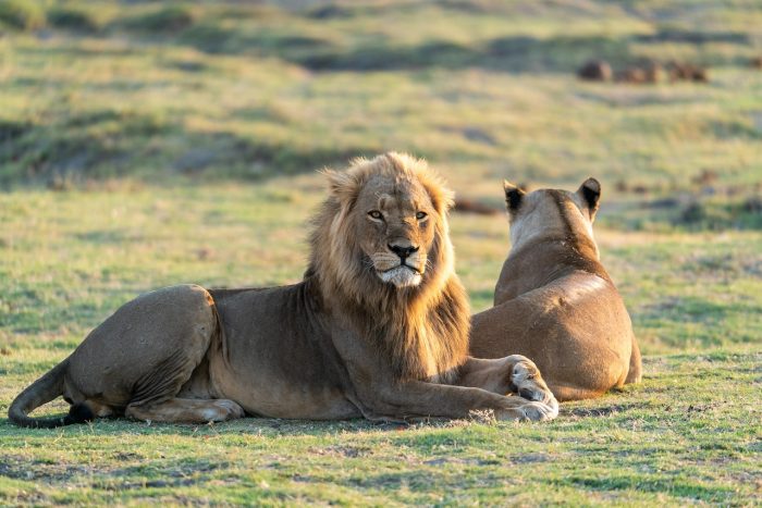 A lioness and its cub, lying on the ground.