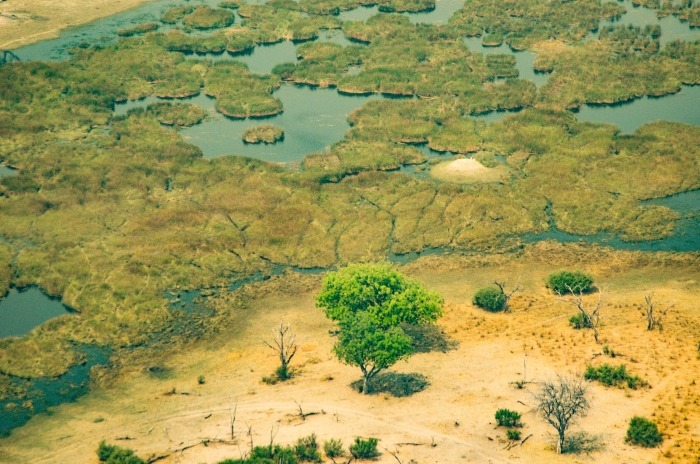 Mosquitoes thrive in Africa's wetlands.