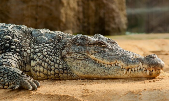 A Nile crocodile at an animal zoo. Africa's most dangerous animals.
