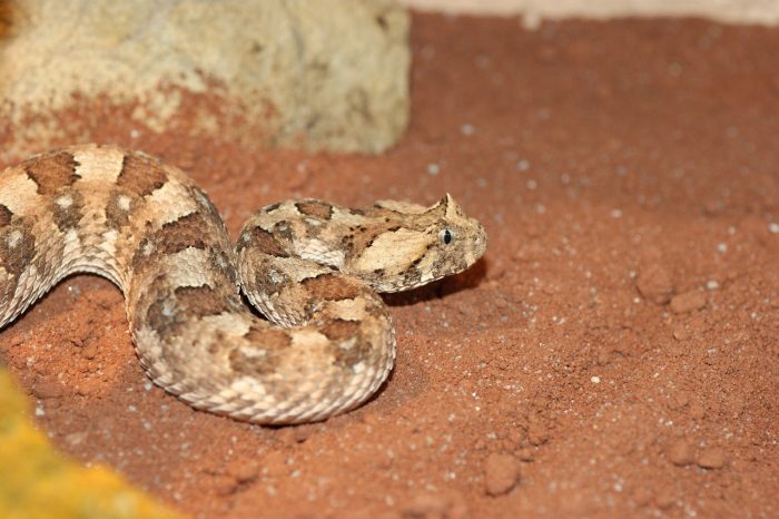 Puff adder moving