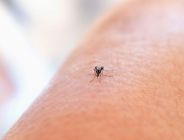 A mosquito, Africa's deadliest animal on someone's skin