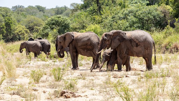 Elephants in Kruger National Park, South Africa