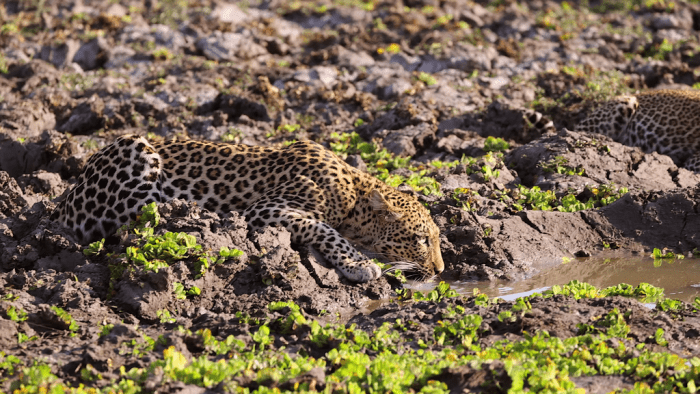 South Luangwa National Park, Zambia