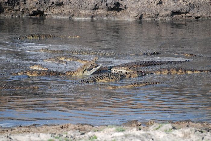 Nile crocodiles in Katavi National Park. Underrated safari destinations