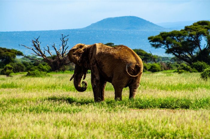 An elephant in Amboseli with Mount Kilimanjaro in the background