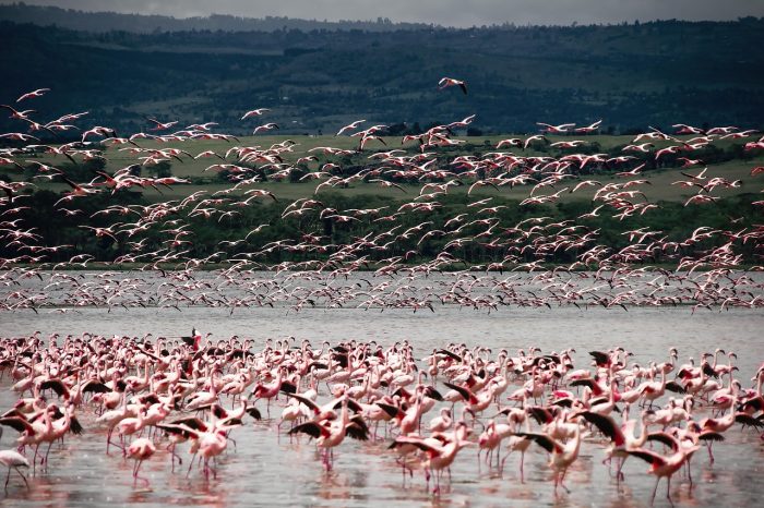 Flamingoes in Lake Nakuru National Park