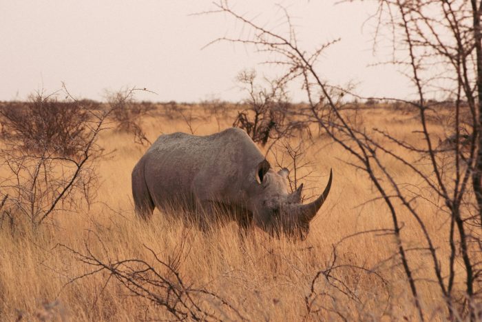 A rhino in Etosha National Park, Namibia. African safari experiences