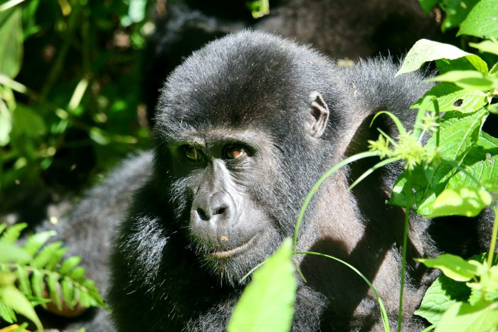 An endangered mountain gorilla in Bwindi Imepenetrable Forest, Uganda