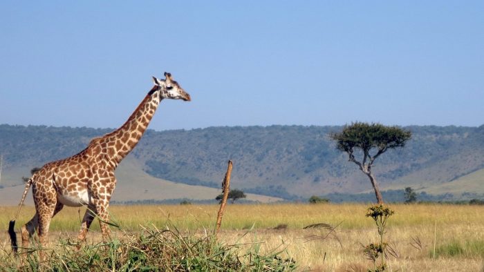 A giraffe majestically walking in Maasai Mara. Kenya safari guide