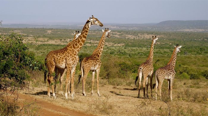 Giraffes on a Kenya safari