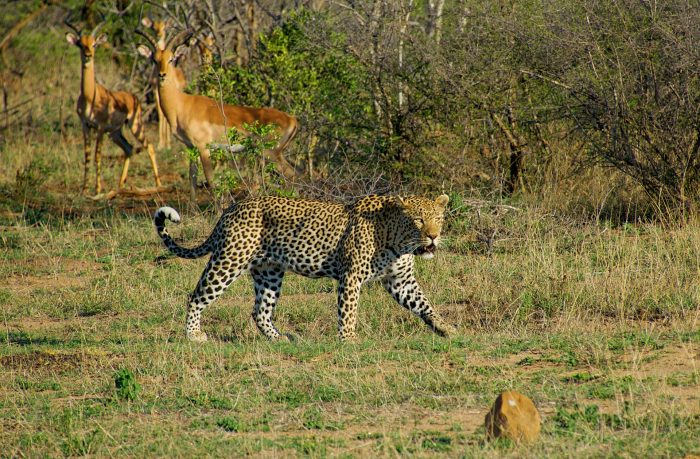Impalas staring at a leopard in Kruger National Park, South Africa. Best places to visit in Africa.
