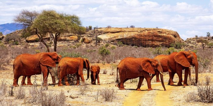 Red Elephants in Tsavo National Park, Kenya
