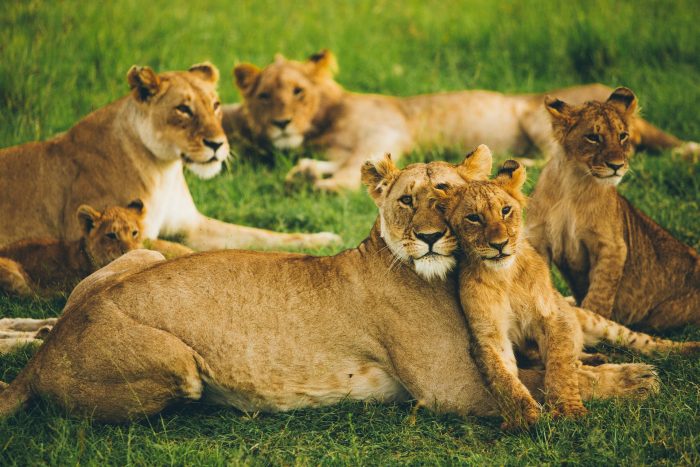 A lion family in Maasai Mara, Kenya