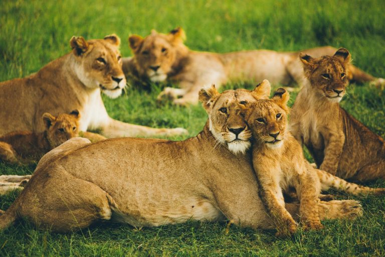 A lion family in Maasai Mara, Kenya