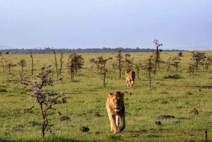 Two lions running in Maasai Mara, Kenya. Where to travel in November