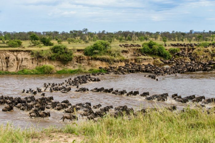 The Great Migration in Serengeti National Park, Tanzania