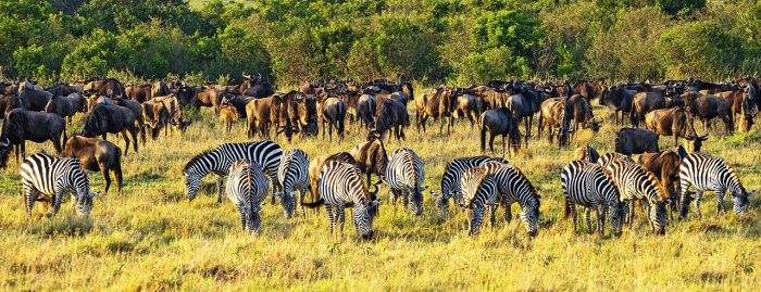 Zebras and buffalo grazing in Kenya