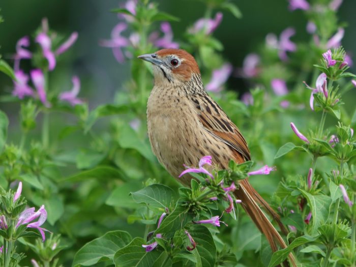 Cape Grassbird🇿🇦 in Kirstenbosch Botanical Gardens, Cape Town