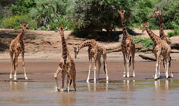 Reticulated giraffe in Samburu National Reserve. Endemic species of Northern Kenya