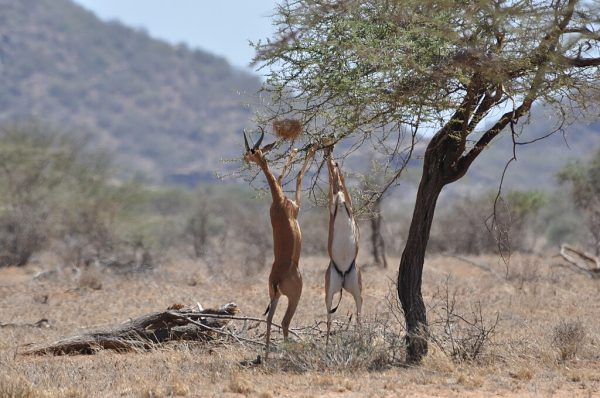 Gerenuks eating in Samburu National Reserve