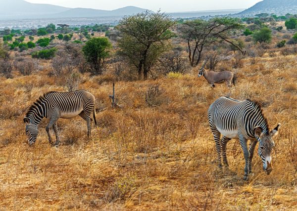 Grevy's Zebra in Samburu National Park