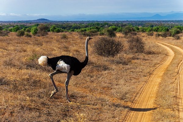 Somali Ostrich in Samburu National Reserve