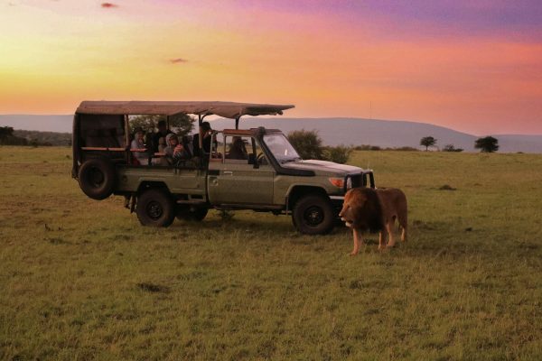 Sunrise game drives in Naboisho Conservancy