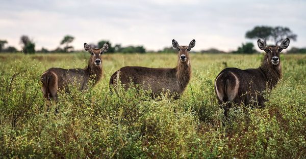 Waterbucks in Meru National Park