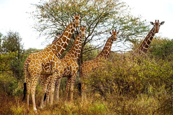 Giraffes in Meru National Park, Kenya