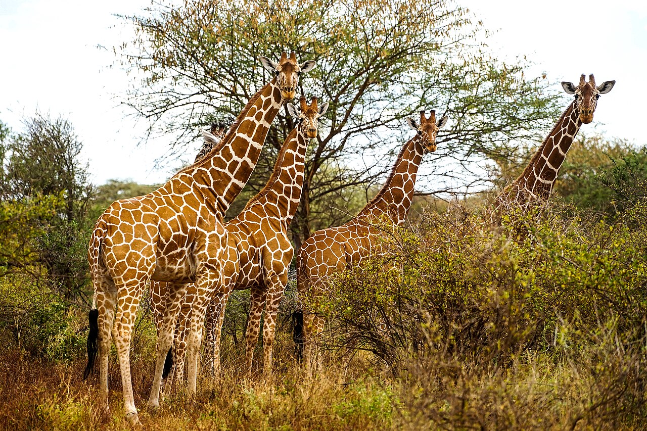 Top 10 Things To Do in Meru National Park