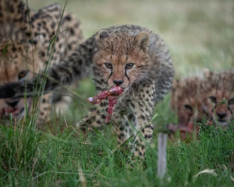 A young cheetah feeding in Maasai Mara